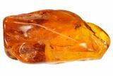 Fossil Ant (Formicidae) In Baltic Amber #84622-1